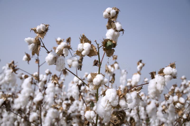 Cotton field stock image. Image of cotton, farm, crop 11691167