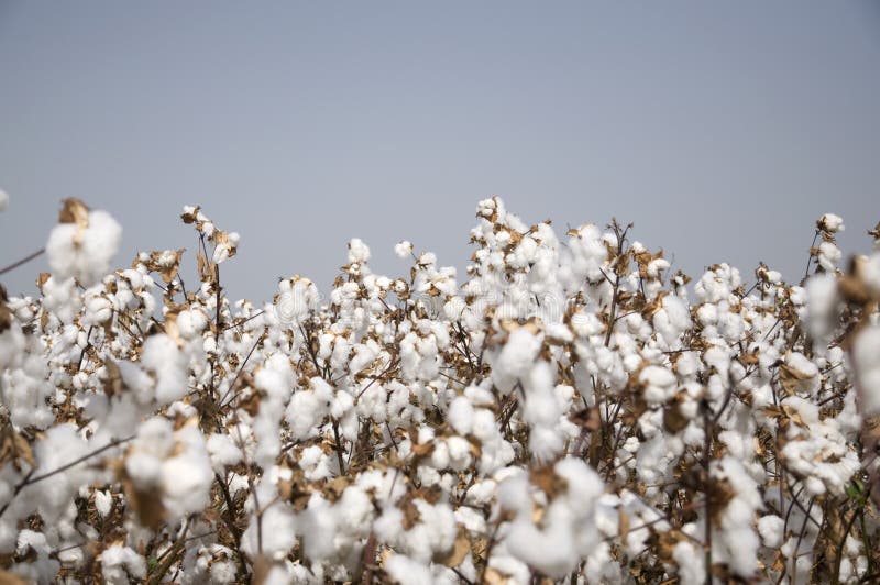 Cotton fields stock image. Image of fiber, grow, harvesting - 16709519