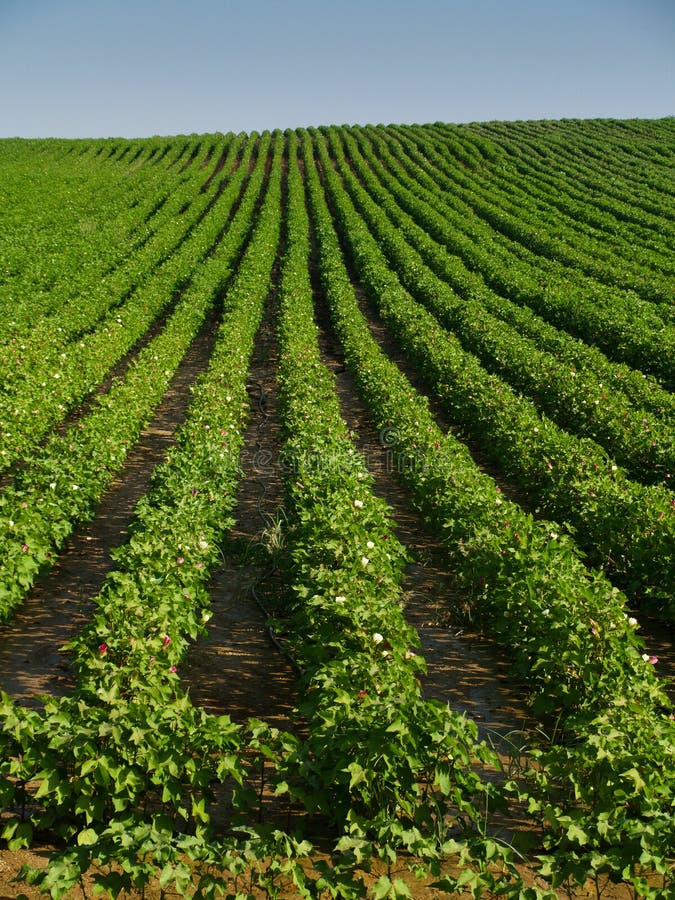 4+ Cotton plant field day outdoor Free Stock Photos StockFreeImages