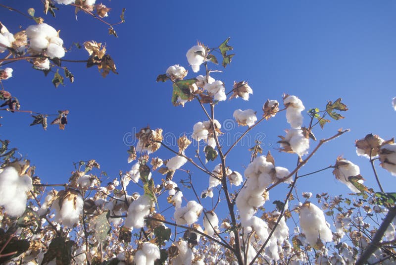 Cotton field stock image. Image of cotton, america, states 26253837