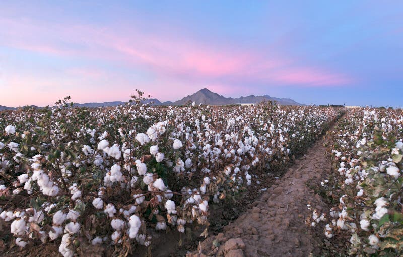 Cotton Plantation in the Farm Stock Image Image of agriculture, farm