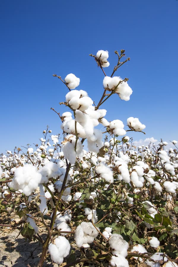 Cotton field agriculture stock photo. Image of textile - 127447418