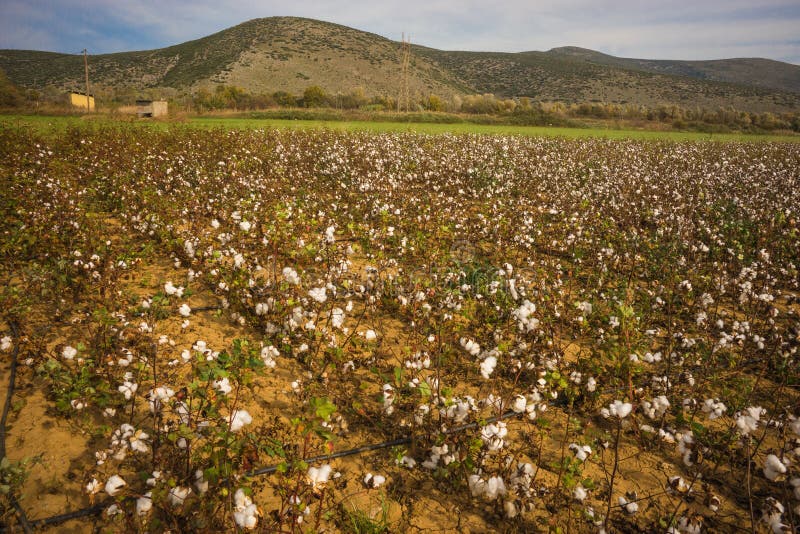 Cotton Field on a Background of Mountains, Livadia, Greece Stock Image