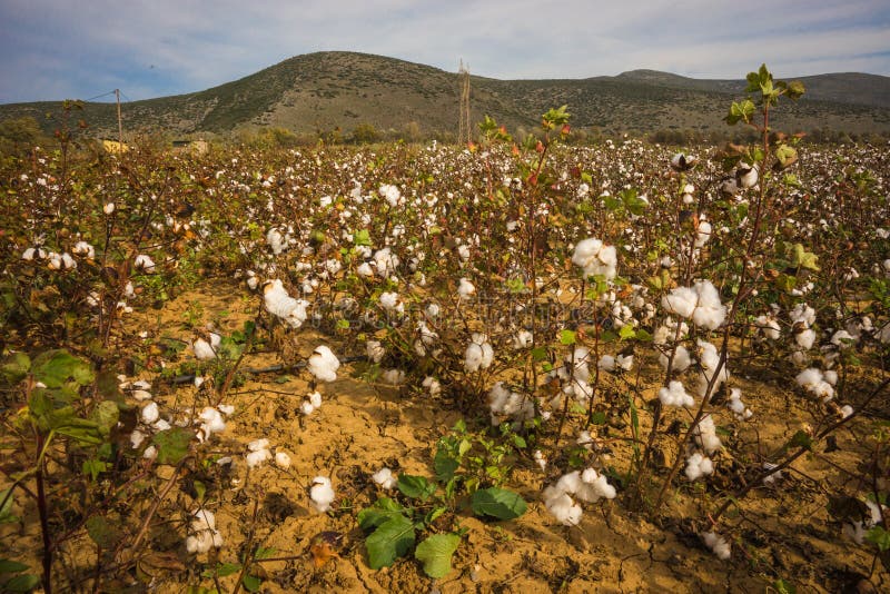 Cotton Field on a Background of Mountains, Livadia, Greece Stock Image