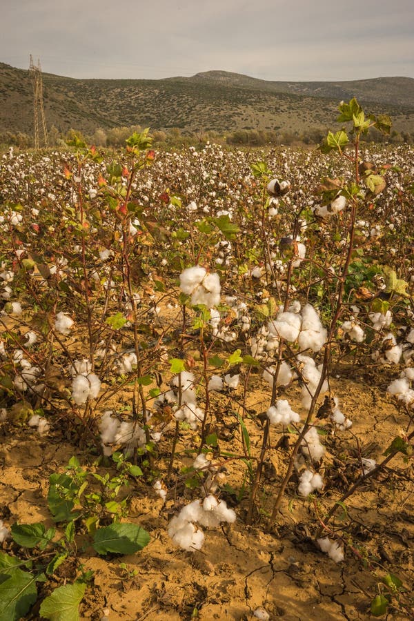 Cotton Field on a Background of Mountains, Livadia, Greece Stock Image