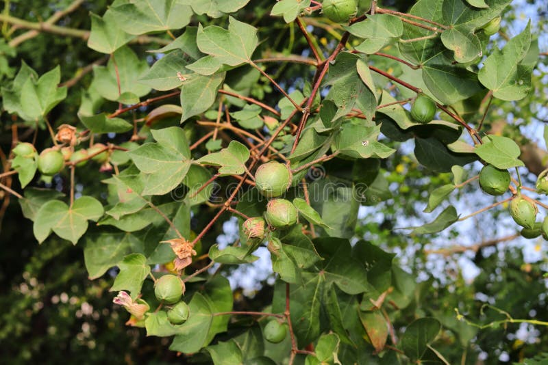 Cotton Field, Close Up of Cotton Balls and Plant Stock Photo Image of