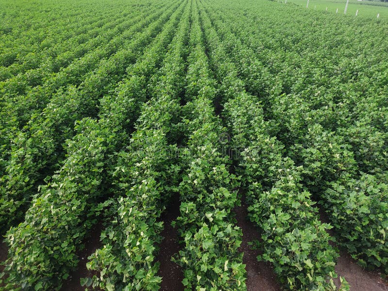 Cotton Field Growing in Farm, Tree with Flowers, Image, Green Cotton