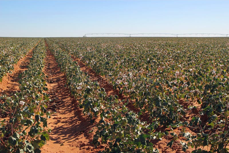 Watering Cotton Plant Stock Photos Free & RoyaltyFree Stock Photos