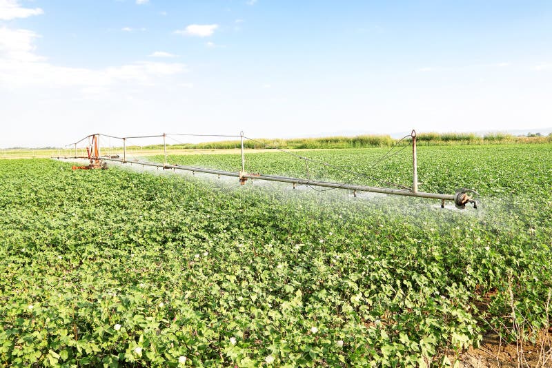 Cotton field irrigation stock photo. Image of water, plants 97803366