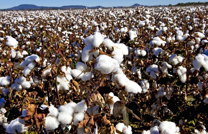Australia Cotton Field Irrigation Ditches Stock Photo Image of weeds, watering 27327718