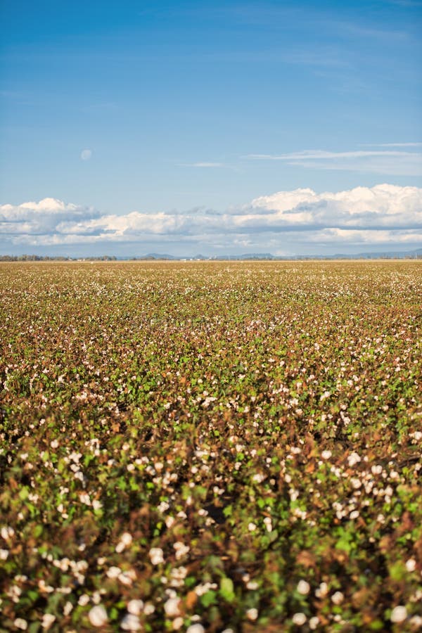 Cotton Field in Oakey, Queensland Stock Photo Image of plant, farming