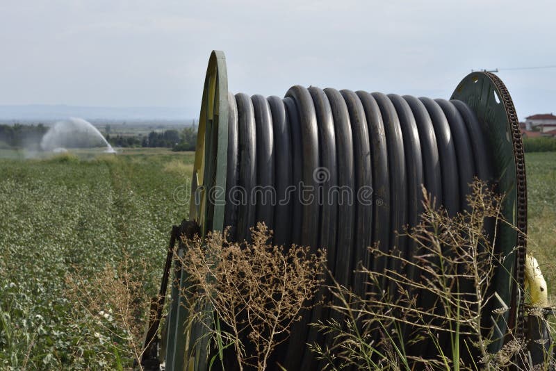 Cotton Field with Running Irrigation, Closeup of Technical Solution for
