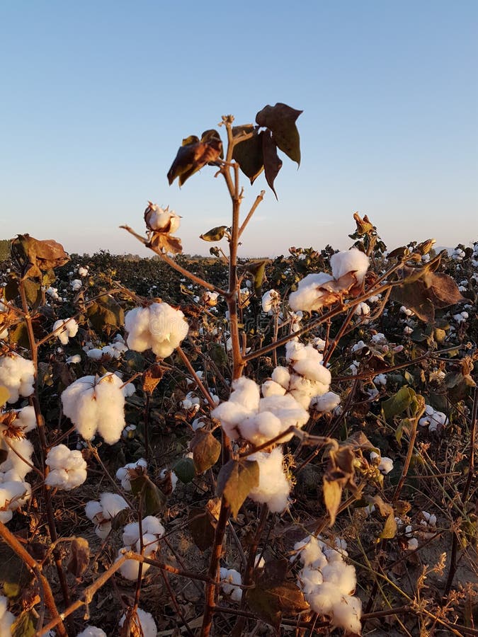 Cotton Field at Sunset without Clouds in Greece Stock Photo Image of