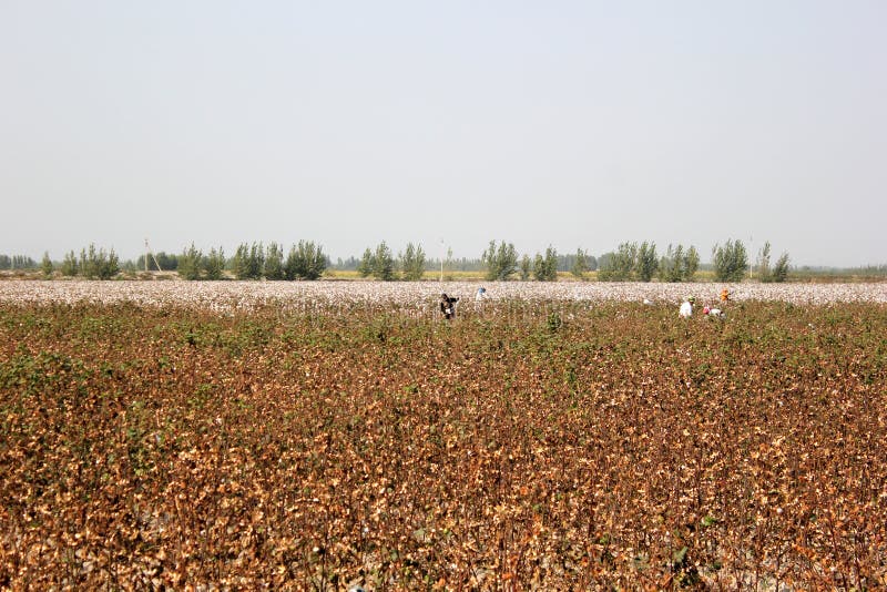 The Cotton Field in Uzbekistan Stock Photo Image of fiber, farm