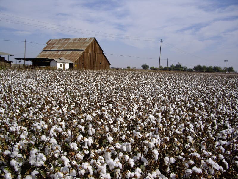 Cotton Fields Back Home stock photo. Image of horizontal 12766184
