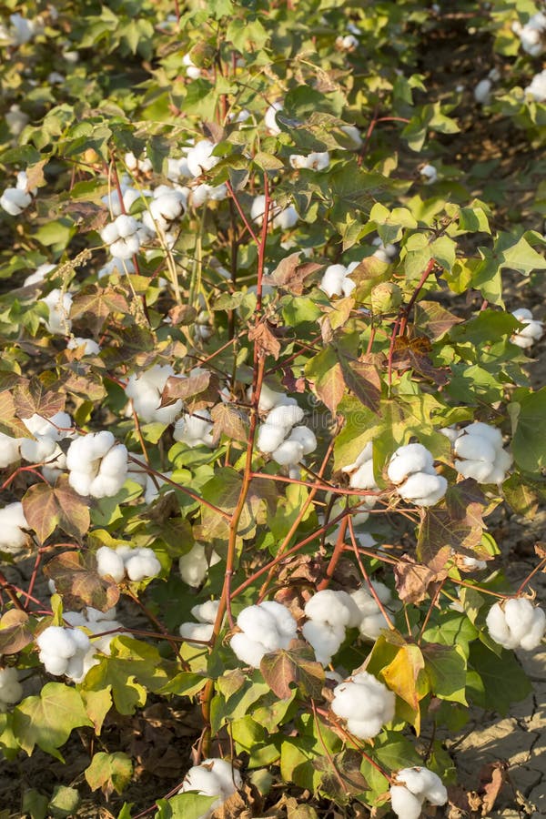 Cotton Fields Ready for Harvesting, Agriculture Stock Image Image of thread, cotton 127613249