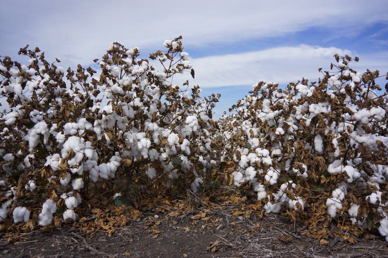 Cotton Fields Ready for Harvesting in Australia Stock Photo Image of