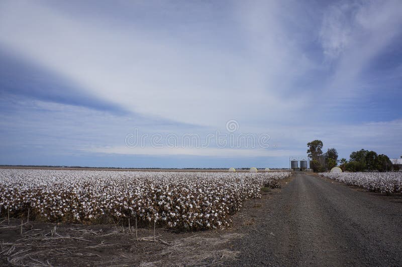 Cotton Fields Ready for Harvesting in Australia Stock Photo Image of