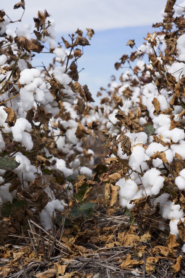 Cotton Fields Ready for Harvesting in Australia Stock Image Image of