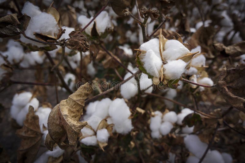 Cotton Fields Ready for Harvesting in Australia Stock Image Image of