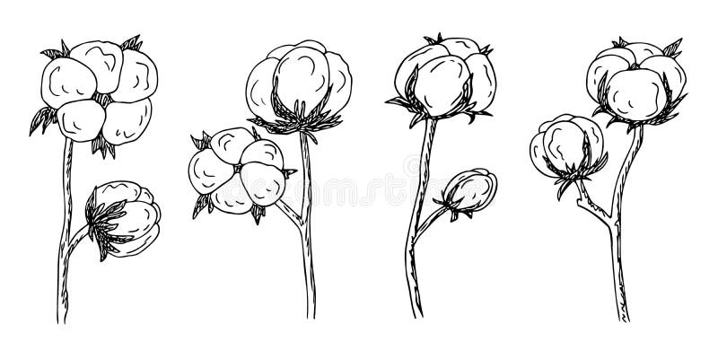 Cotton flower, Bavovna floral branch,fiber of plant origin. Hand-drawn sketch style. Symbol of Ukraine\ s military success