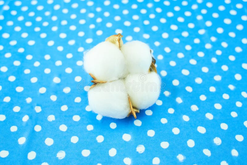 Cotton Flower on Blue Texture Background. Stock Image Image of cloth, decorated 232914649
