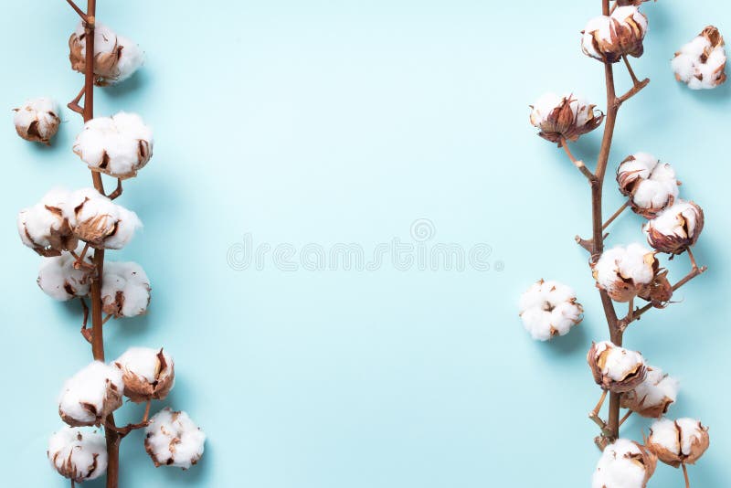 Cotton flower branch on blue background with copy space. Top view. Flat lay. Flowers composition. Cozy winter and organic