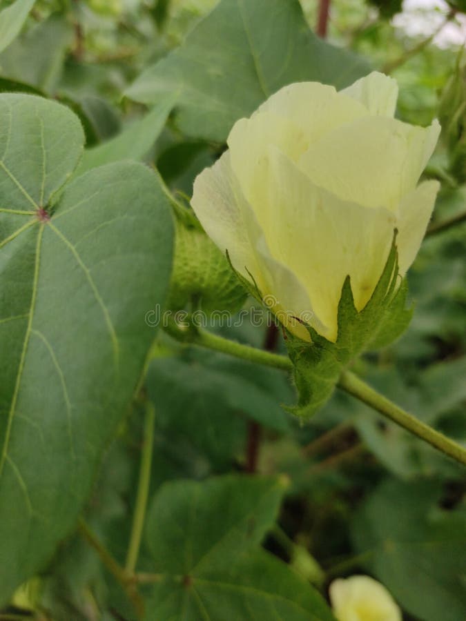 Cotton flower stock photo. Image of nature, fresh, green 164048502