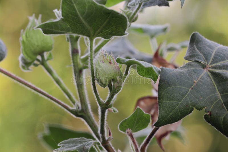 Cotton flower growing on healthy and natural cotton plant