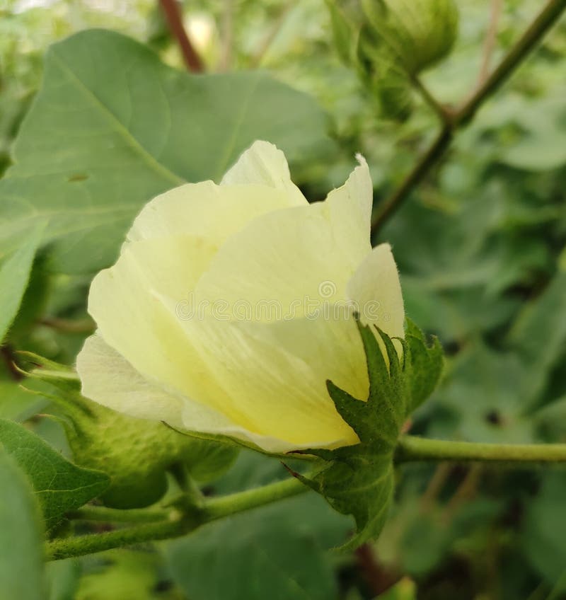 Cotton flower stock image. Image of flower, nature, color 164048337