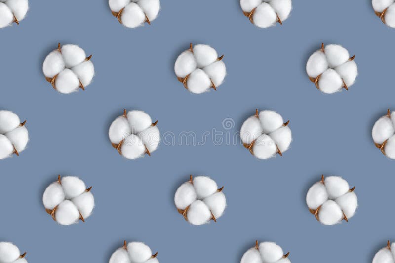 Cotton flower pattern on gray background. Top view, flat lay