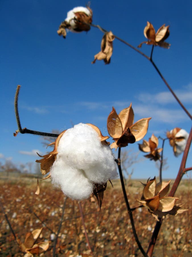 Cotton Flower Stem in Field Stock Photo Image of agriculture, stem