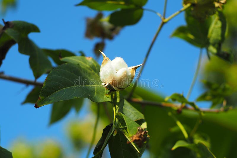 7,737 Cotton Tree Flower Stock Photos Free & RoyaltyFree Stock