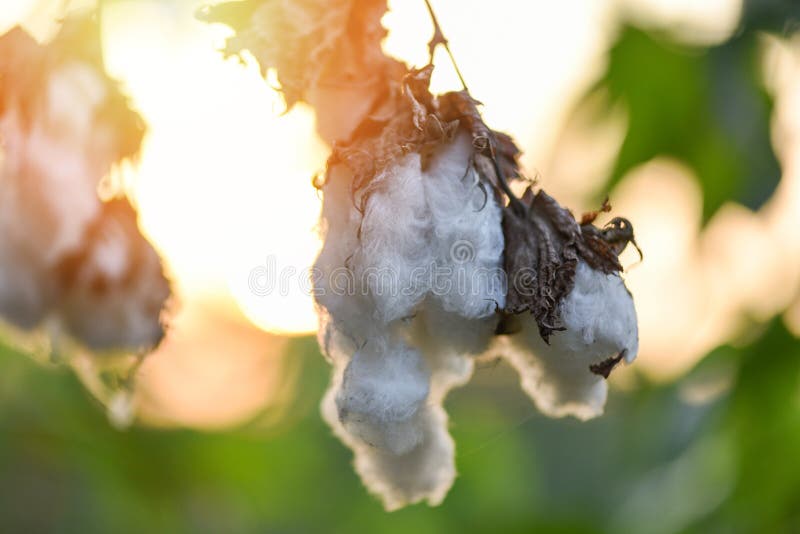 Cotton Flower on Tree in the Cotton Field Sunset Background Stock Image