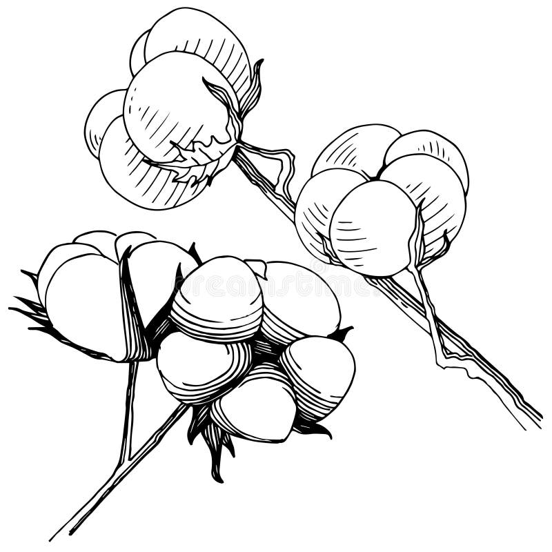 Cotton Flower in a Vector Style Isolated. Stock Vector Illustration