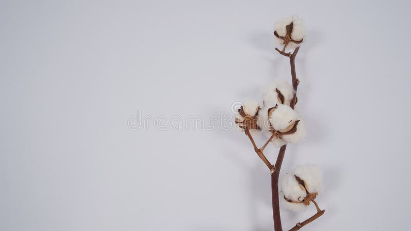 Cotton flower on white background.no people ,copy space