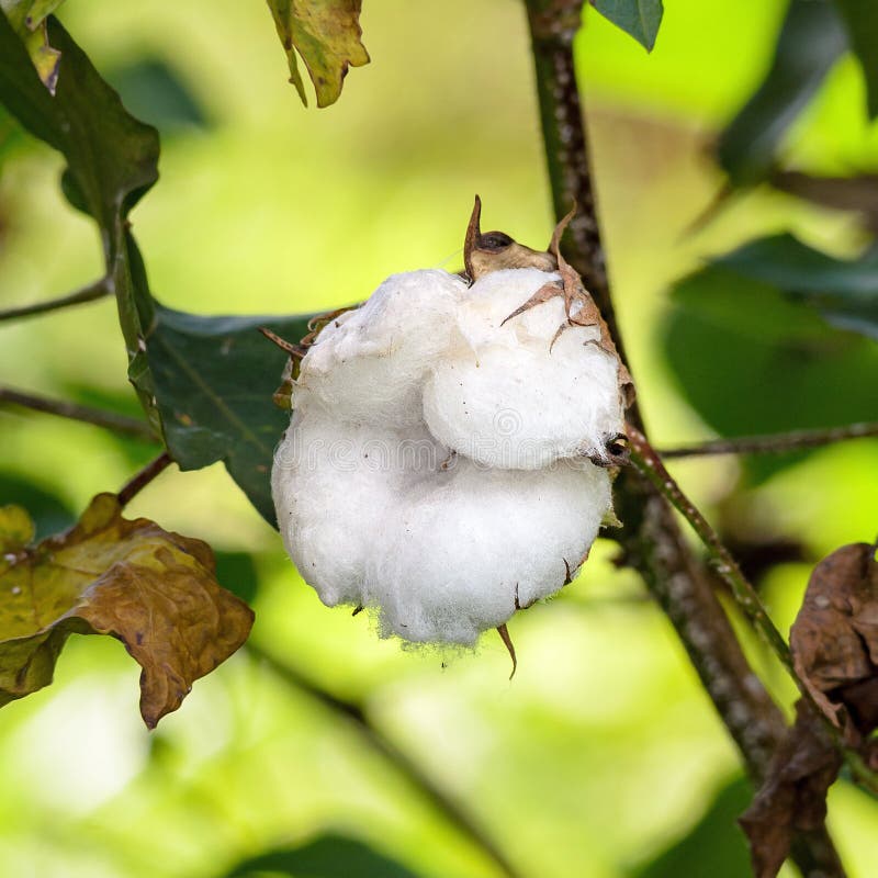 Cotton Flower White Cotton on a Tree Branch Stock Image Image of