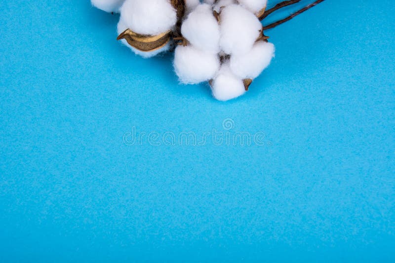 Cotton Flowers on Blue Background. Natural Photo Stock Image Image of pattern, beauty 209114161