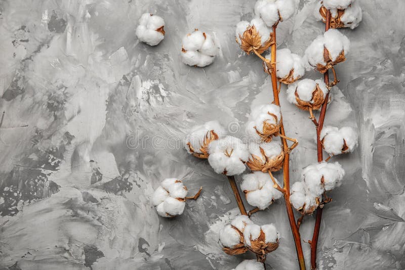 Cotton Flowers On Background Stock Image Image of design, flat 110099439