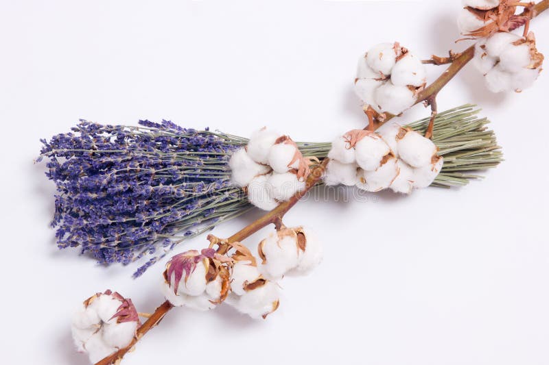 Cotton Flowers, Lavender on White Background, Flat Lay, Top View Stock Photo Image of petals