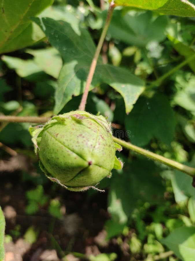 Cotton fruit stock image. Image of fruit, cotton, indian 164048689