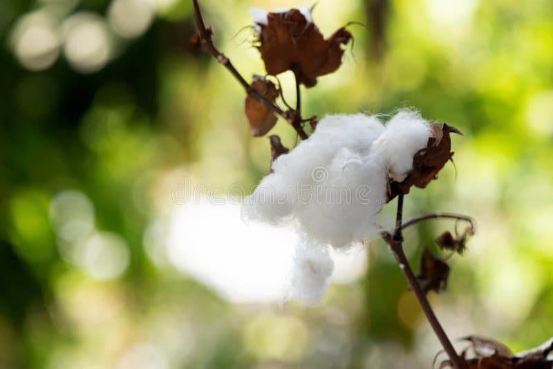 Cotton or Gossypium Hirsutum on Nature Background Stock Image Image of cotton, nature 213717477
