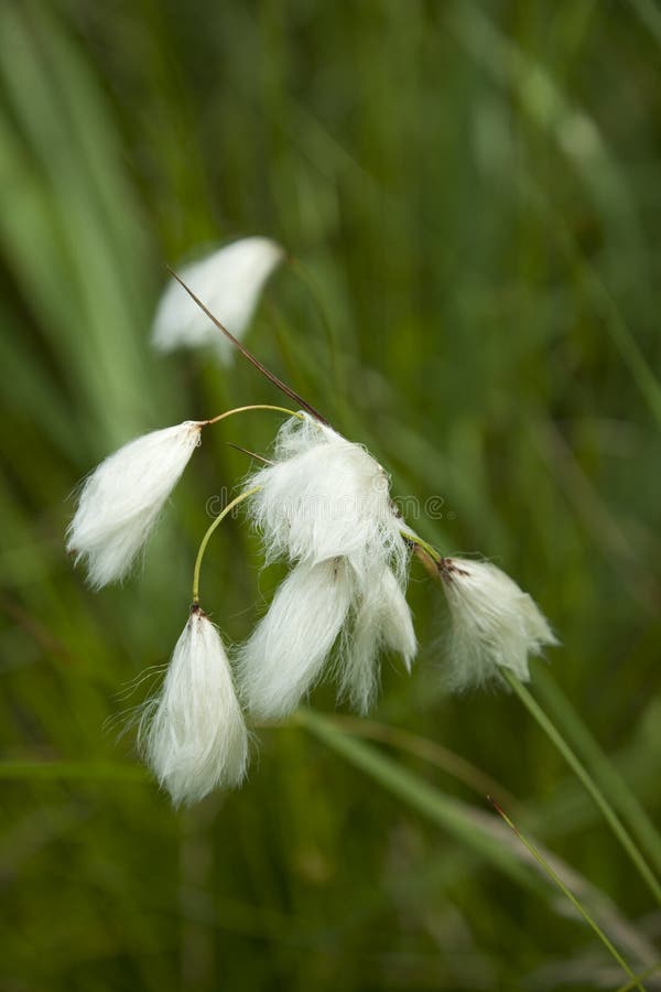 Cottongrass stock photo. Image of cotton, fructification 25305430