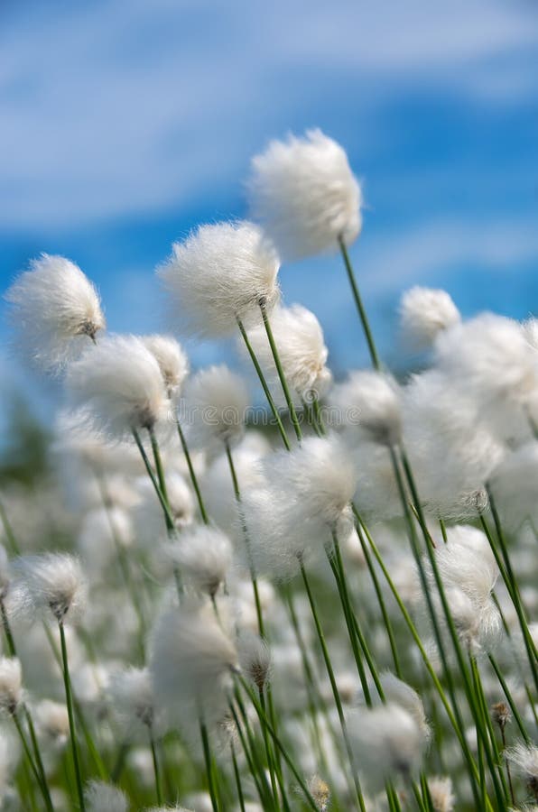 Cotton Grass stock image. Image of light, rays, beautiful 34776811