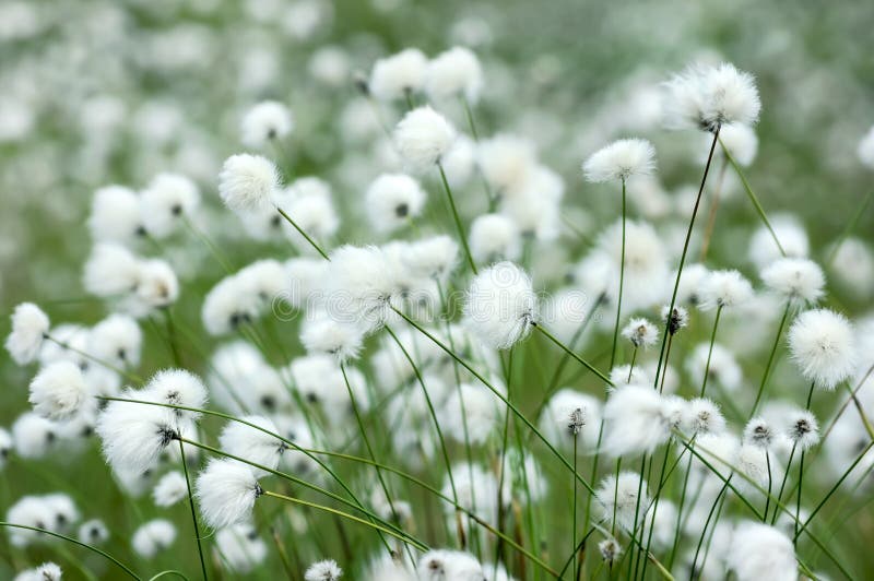 Cotton Grass stock image. Image of light, rays, beautiful 34776811