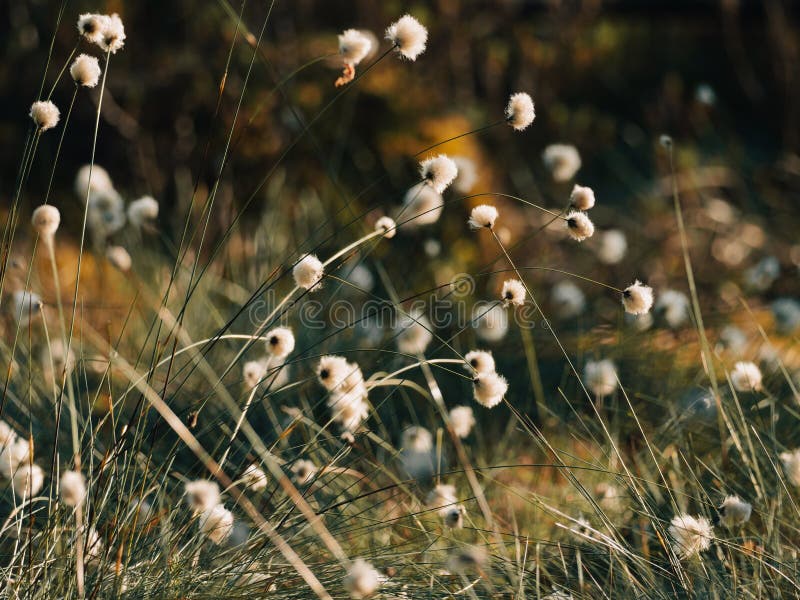 Cotton Grass Growing in the Swedish Swamp Stock Image Image of bright