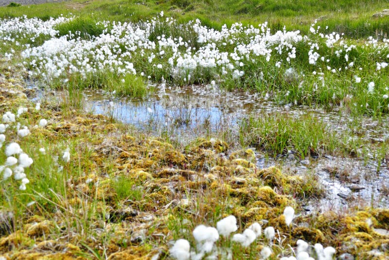 Cotton Grass and a Small Pond in Beautiful Iceland Stock Image Image of panorama, small 148173167