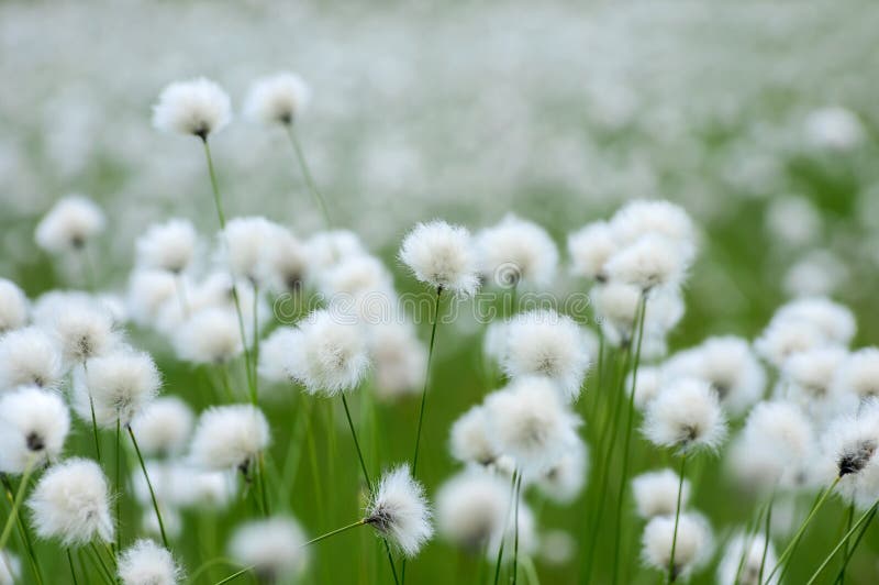 Cotton Grass stock photo. Image of field, fluffy, natural 55269040