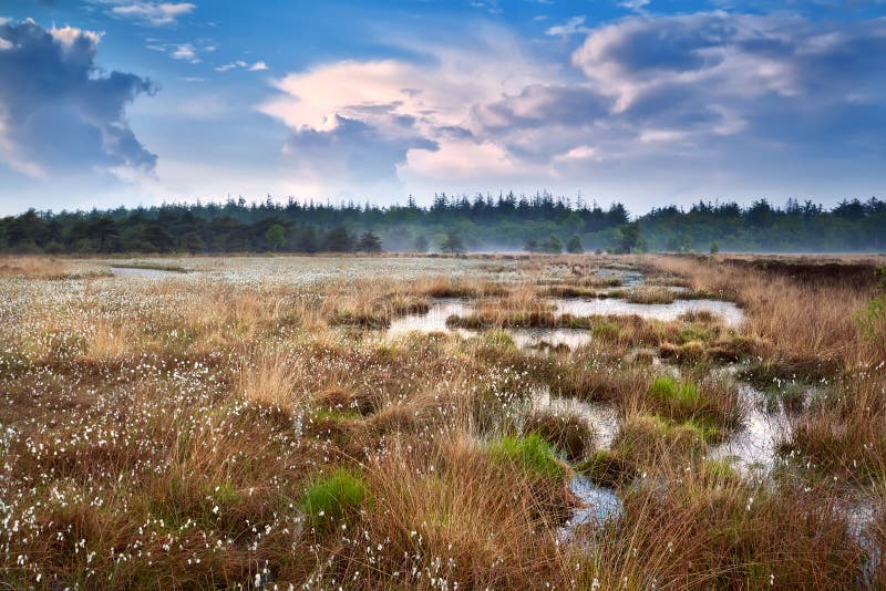 Cotton Grass On Swamp And Blue Sky Stock Image Image Of Dutch Nature