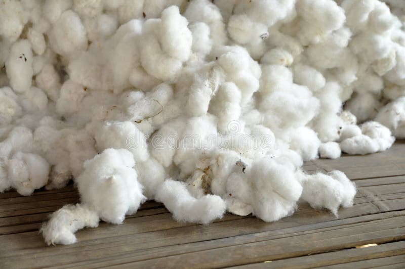 Cotton Group Raw Material Pill Stock Photo Image of softness, outdoor